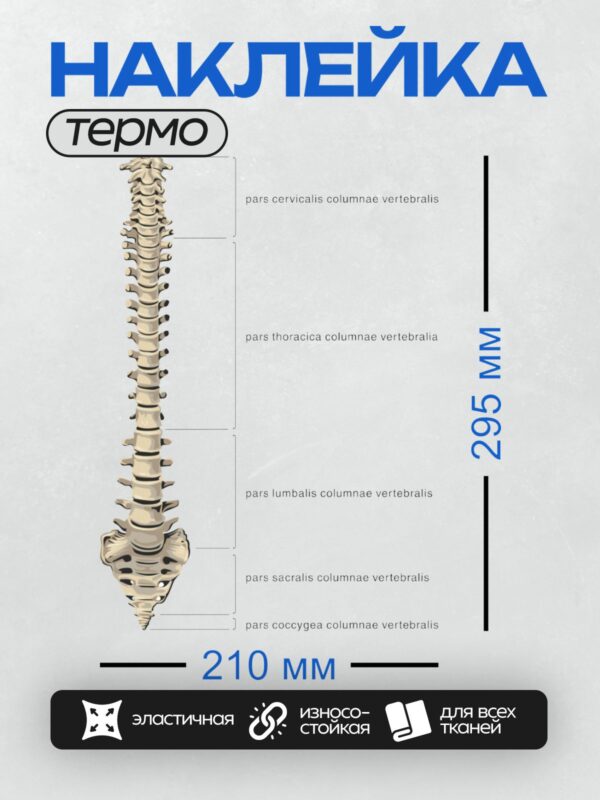 Термонаклейка на одежду DTF / Позвоночник человека в боковой проекции с подписями.