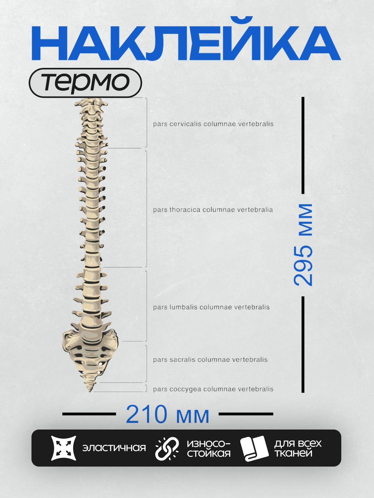 Термонаклейка на одежду DTF / Позвоночник человека в боковой проекции с подписями.
