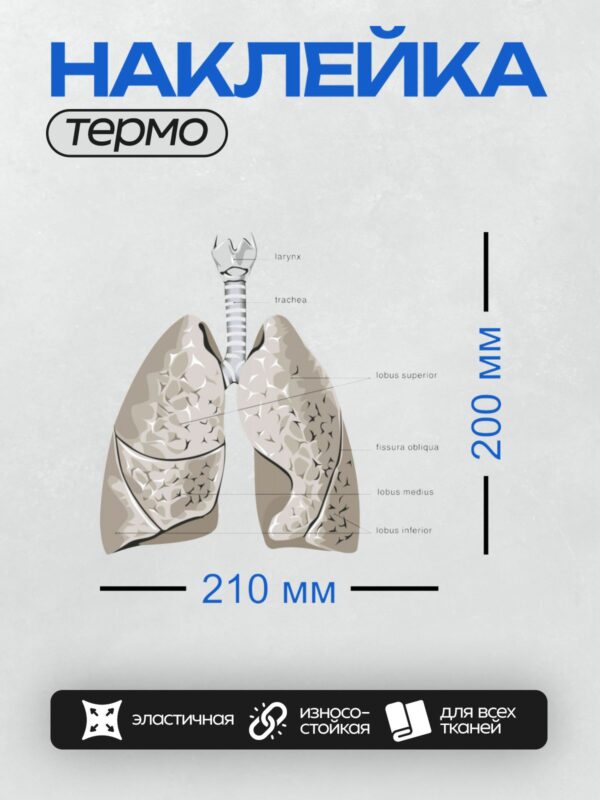 Термонаклейка на одежду DTF / Схема строения легких человека с подписями.