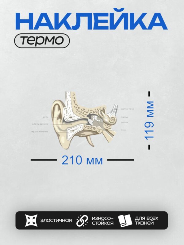 Термонаклейка на одежду DTF / Анатомия уха: наружное, среднее и внутреннее ухо с подписями.