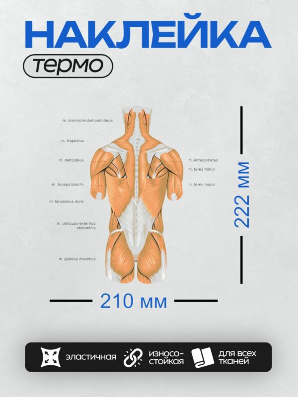 Термонаклейка на одежду DTF / Анатомия мышц спины человека, вид сзади.