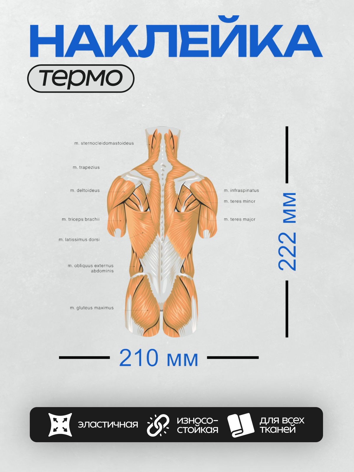 Термонаклейка на одежду DTF / Анатомия мышц спины человека, вид сзади.