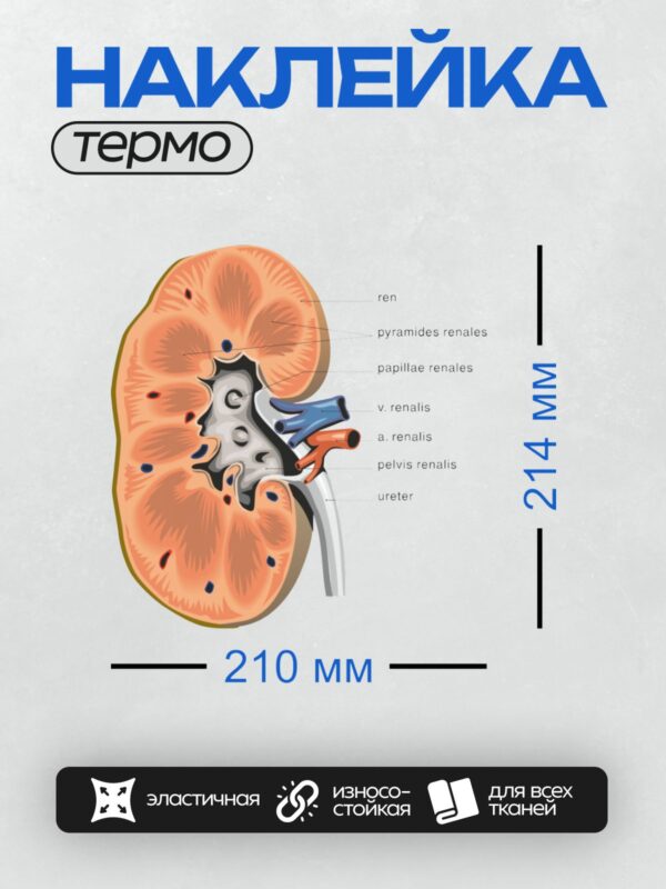Термонаклейка на одежду DTF / Анатомия почки: строение и основные элементы.