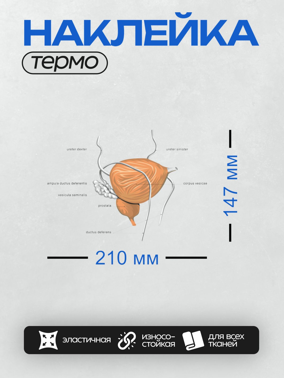 Термонаклейка на одежду DTF / Анатомия мужской репродуктивной системы: мочевой пузырь, простата, семенные пузырьки, семявыносящие протоки.