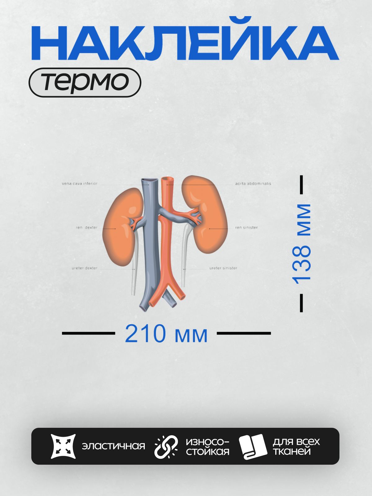 Термонаклейка на одежду DTF / Анатомия почек: правая и левая почка, мочеточники.