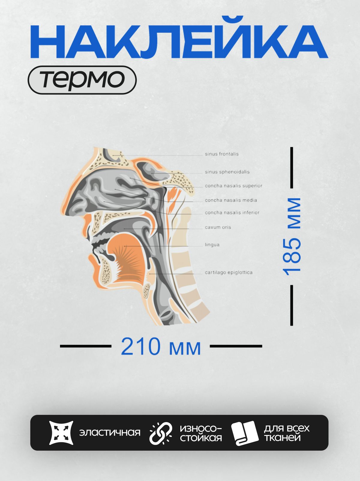 Термонаклейка на одежду DTF / Анатомия носоглотки, синусы, носовые раковины, ротовая полость.
