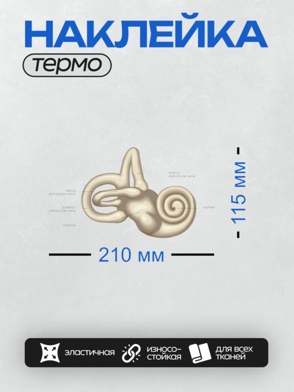Термонаклейка на одежду DTF / Анатомия внутреннего уха: улитка, полукружные каналы.