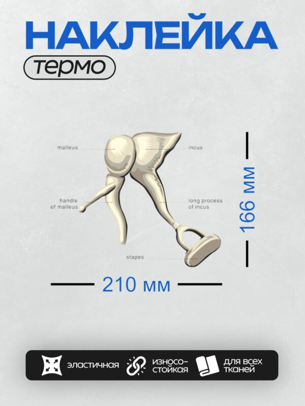 Термонаклейка на одежду DTF / На изображении показаны слуховые косточки: молоточек, наковальня и стремечко.
