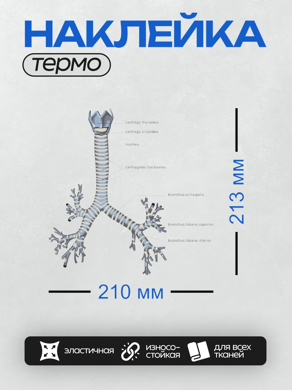 Термонаклейка на одежду DTF / Анатомия дыхательных путей: трахея, бронхи, хрящи.