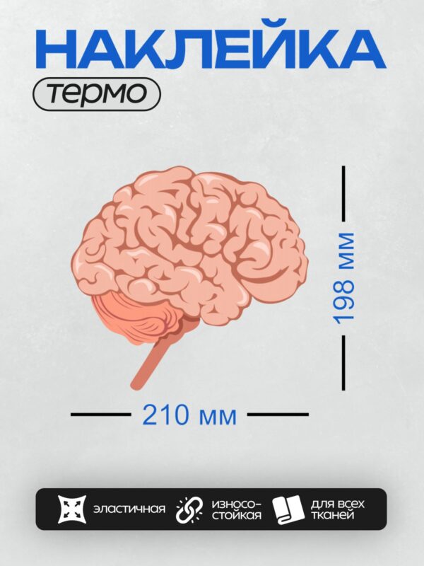 Термонаклейка на одежду DTF / Изображение человеческого мозга, вид сбоку.