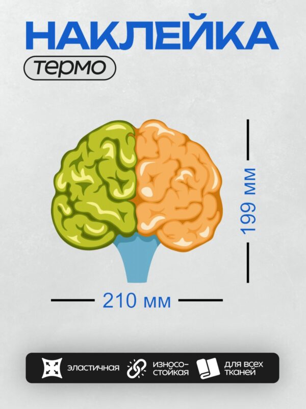 Термонаклейка на одежду DTF / Мозг, разделённый на зелёное и оранжевое полушария.