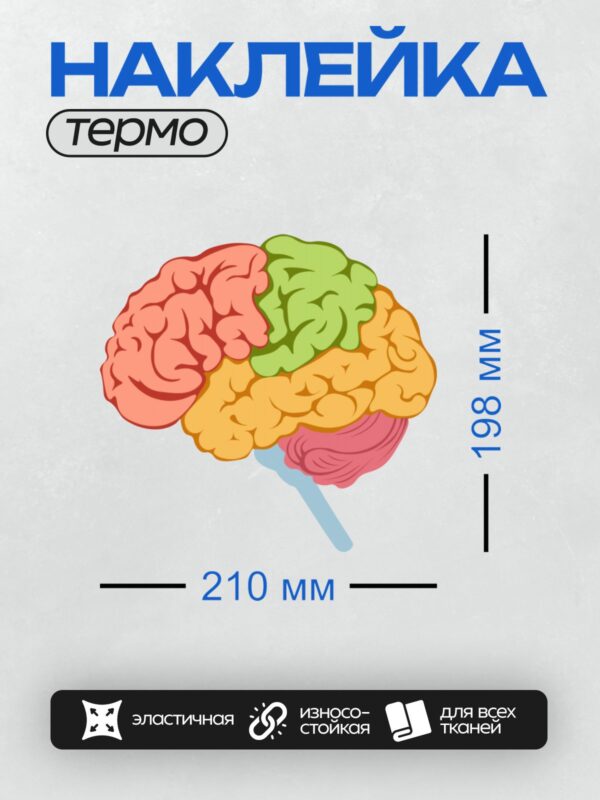 Термонаклейка на одежду DTF / Цветная схема строения человеческого мозга.