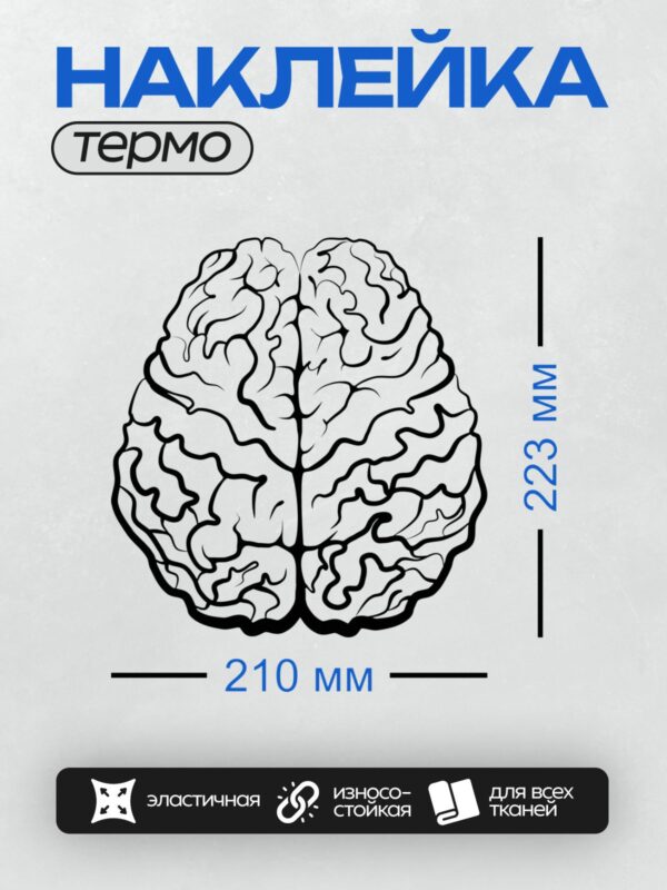 Термонаклейка на одежду DTF / Вид сверху на мозг человека, извилины и борозды.