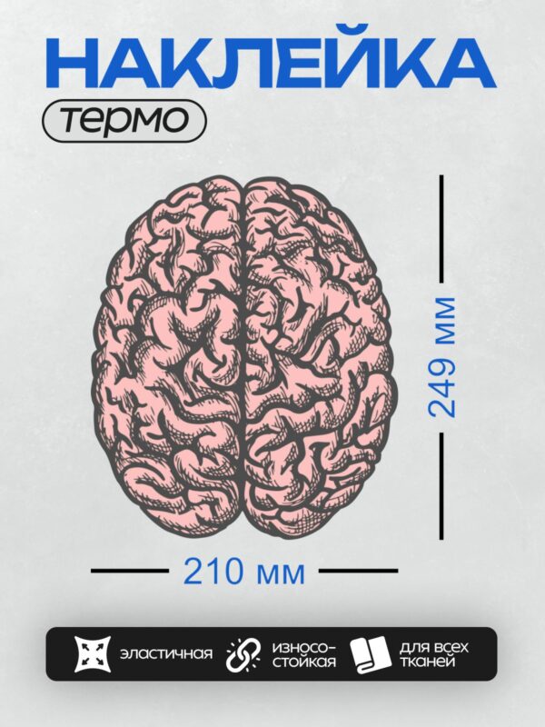 Термонаклейка на одежду DTF / Схематичное изображение человеческого мозга в разрезе.