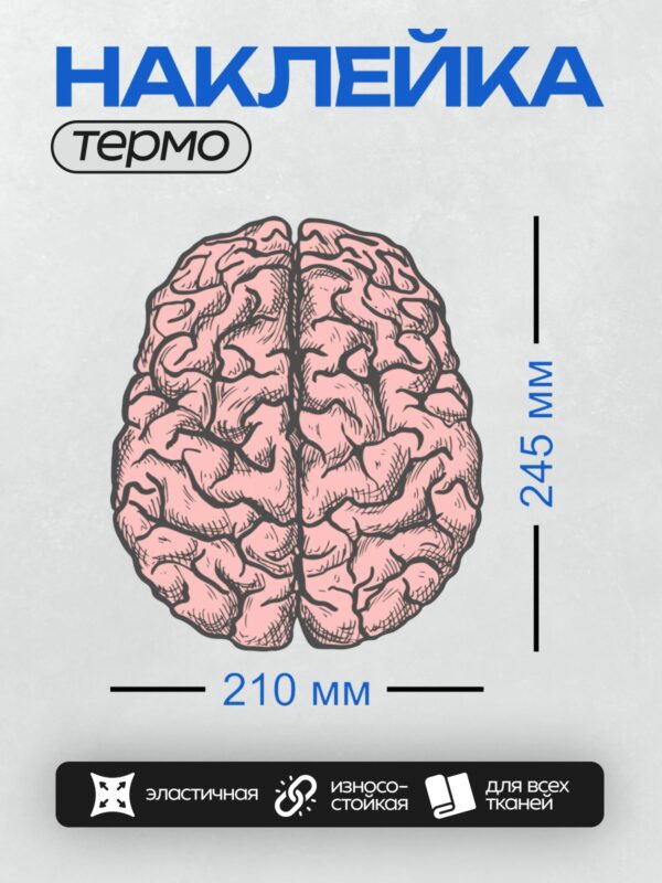 Термонаклейка на одежду DTF / Рисунок человеческого мозга с деталями извилин.