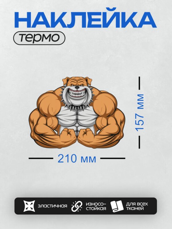 Термонаклейка на одежду DTF / Мускулистый бульдог с широкой грудью и мощной челюстью.