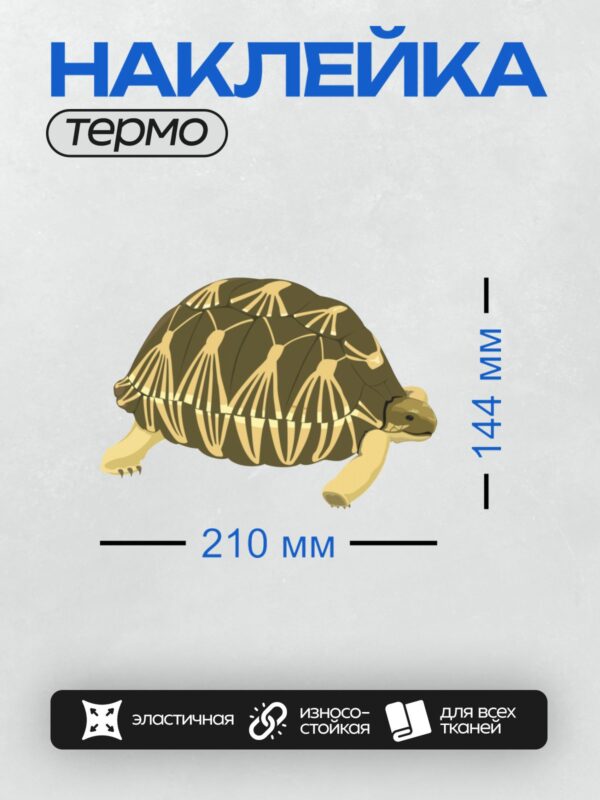 Термонаклейка на одежду DTF / Мадагаскарская лучистая черепаха с ярким узором.