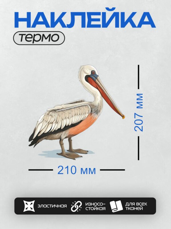 Термонаклейка на одежду DTF / На изображении изображён пеликан с длинным клювом и ярким оперением.