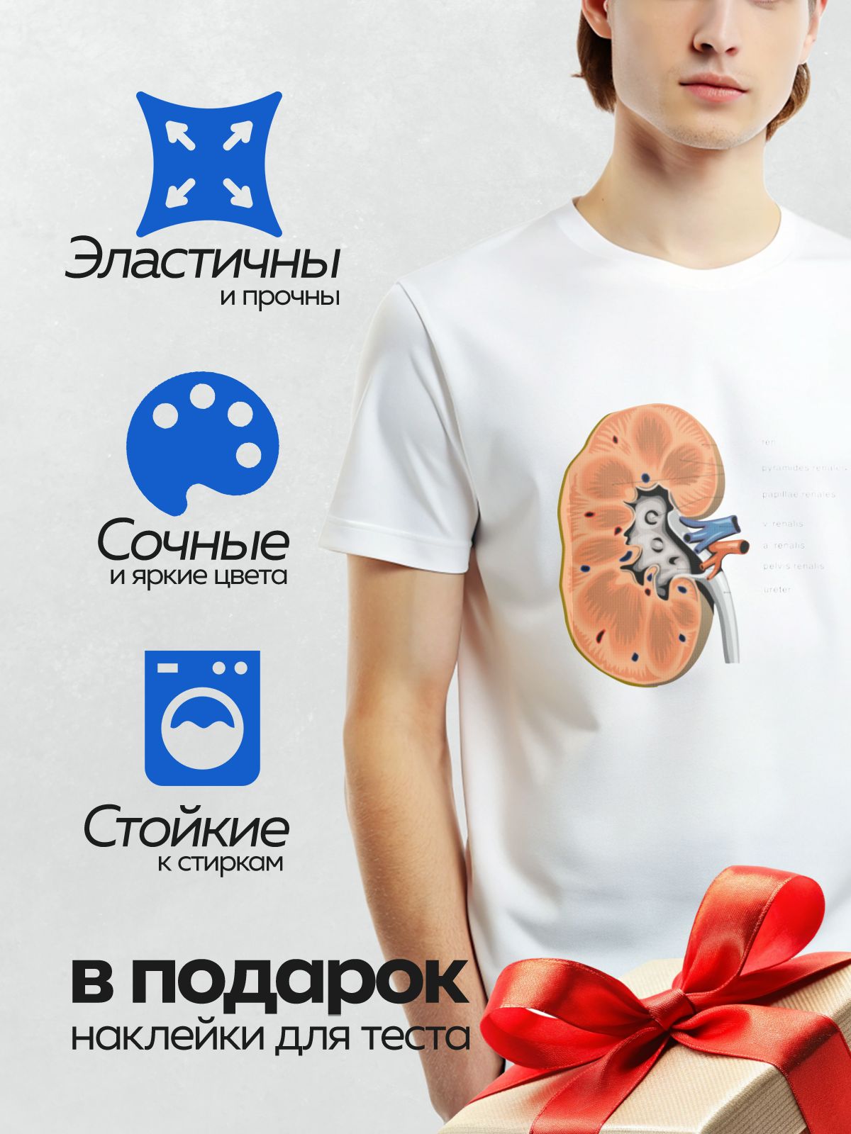 Термонаклейка на одежду DTF / Анатомия почки: строение и основные элементы.