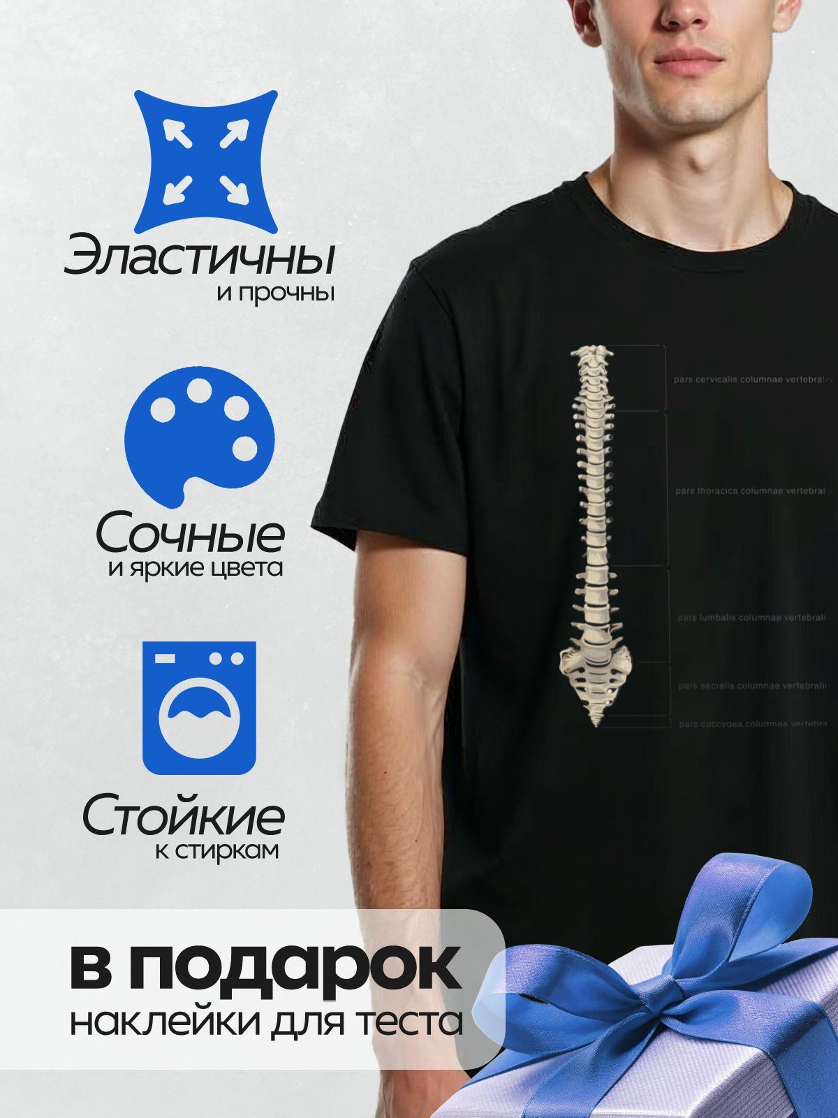 Термонаклейка на одежду DTF / Позвоночник человека в боковой проекции с подписями.