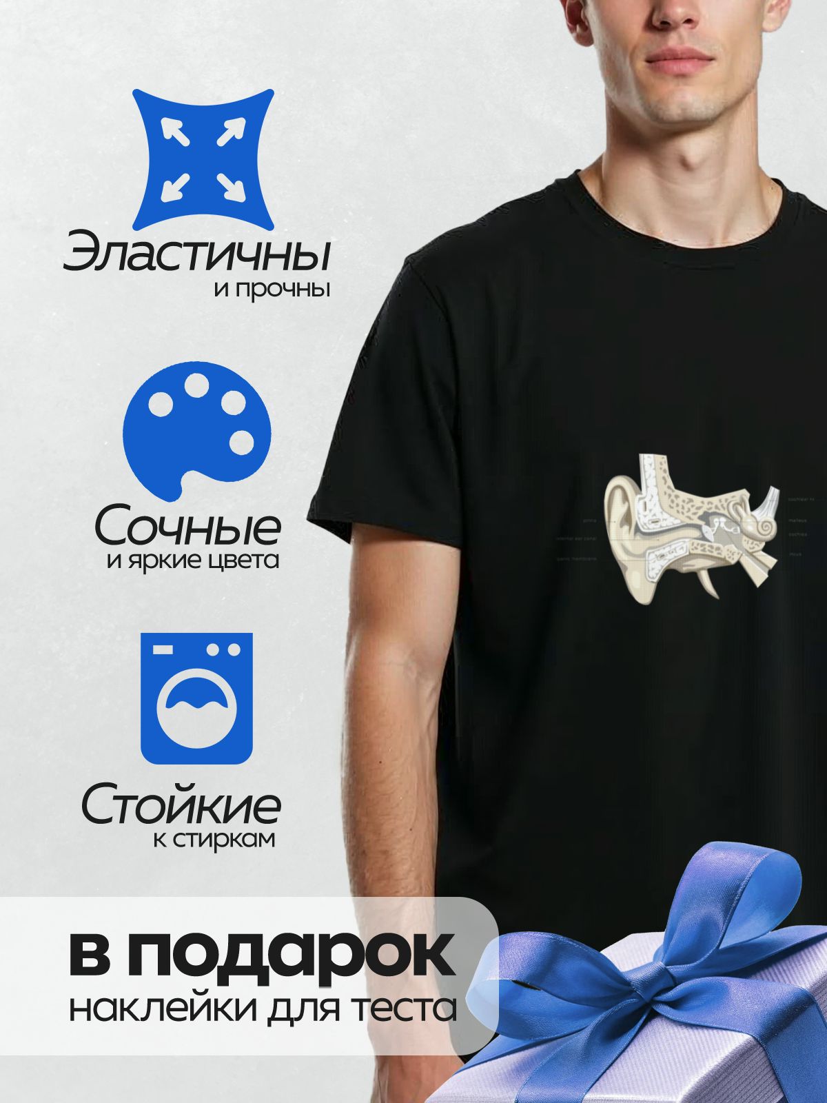 Термонаклейка на одежду DTF / Анатомия уха: наружное, среднее и внутреннее ухо с подписями.