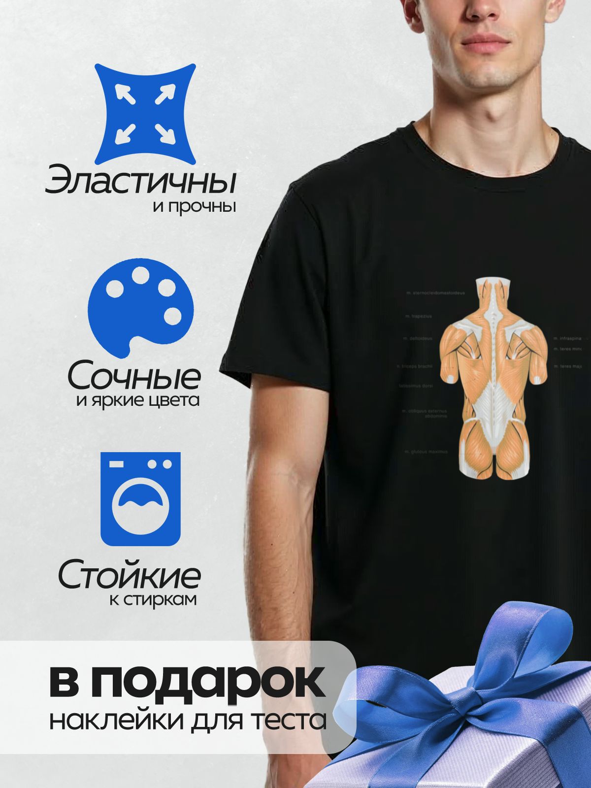 Термонаклейка на одежду DTF / Анатомия мышц спины человека, вид сзади.