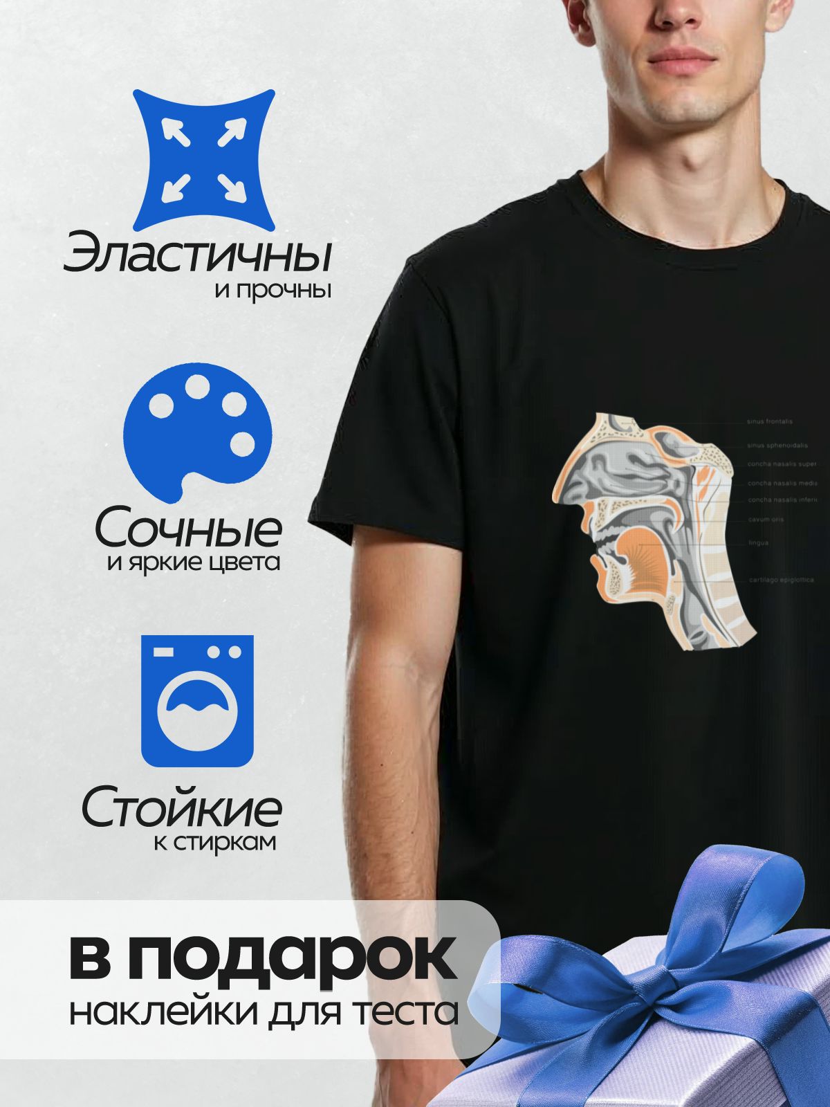 Термонаклейка на одежду DTF / Анатомия носоглотки, синусы, носовые раковины, ротовая полость.